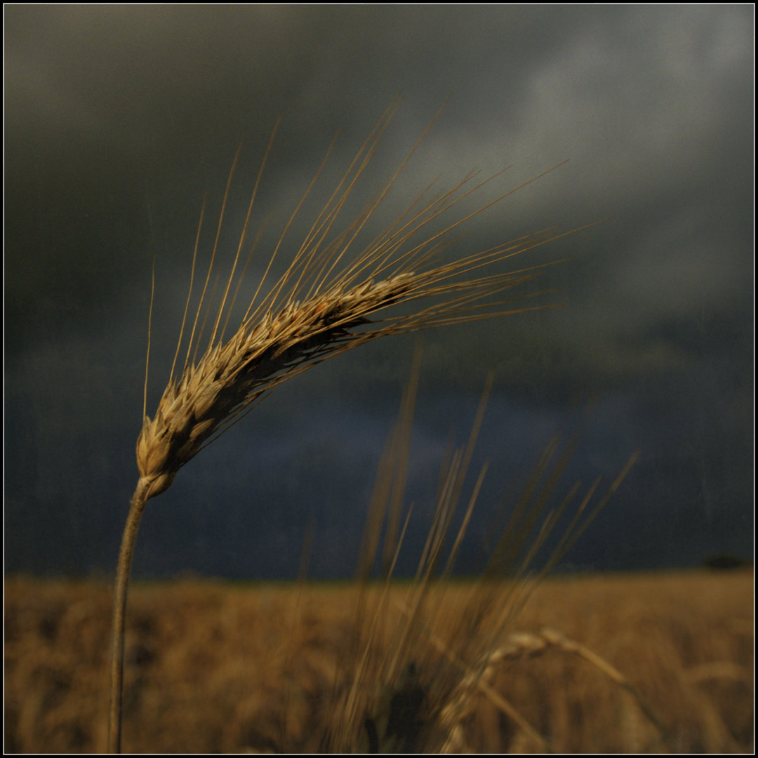 vor dem gewitter