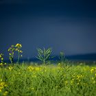 Vor dem Gewitter