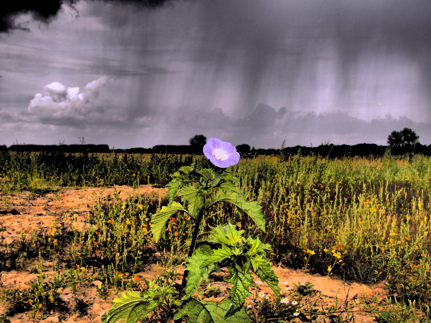 Vor dem Gewitter 1)