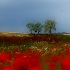 Vor dem Gewitter 2