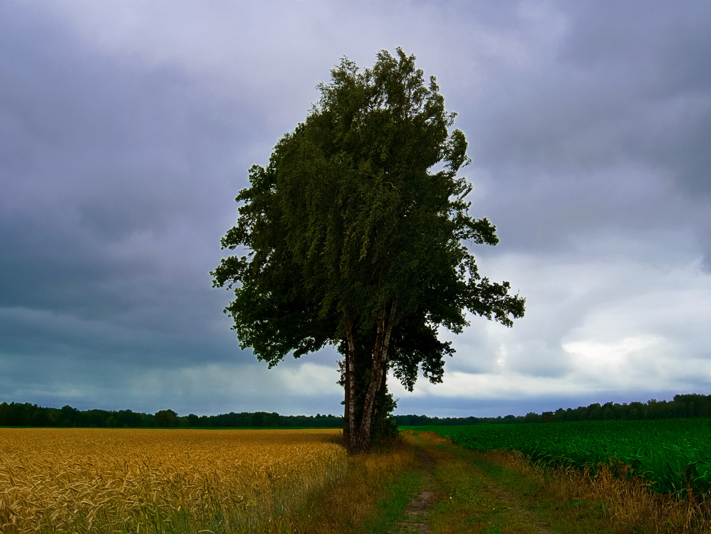 vor dem Gewitter