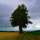 vor dem Gewitter