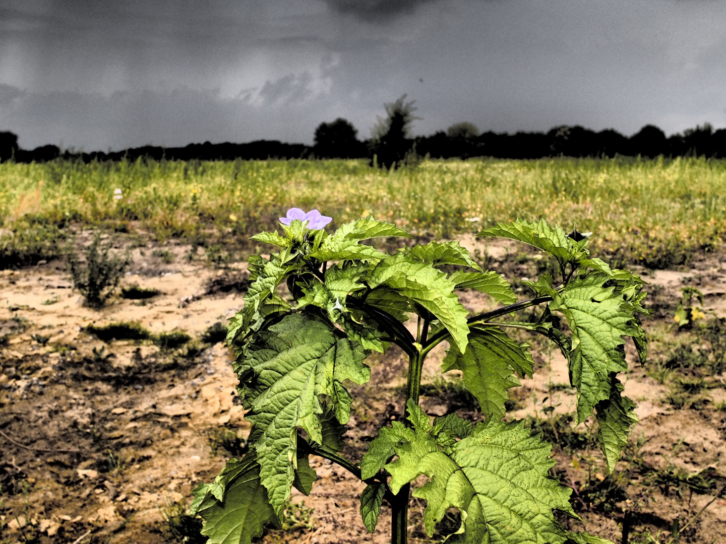 vor dem Gewitter 3)