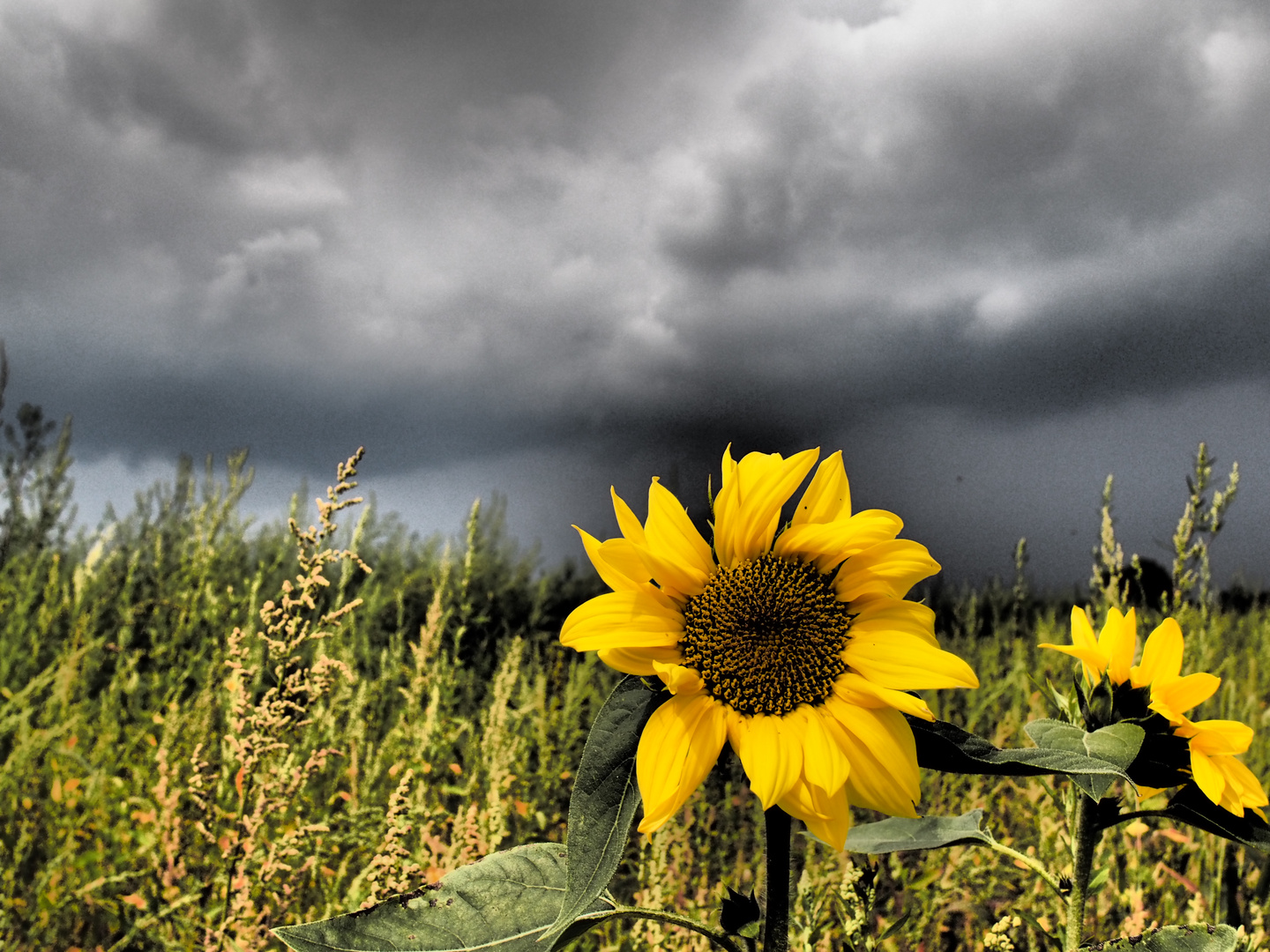 vor dem Gewitter 5)