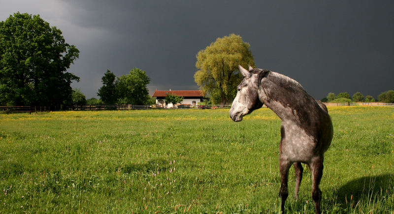 .. .vor dem Gewitter ...