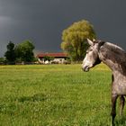 .. .vor dem Gewitter ...