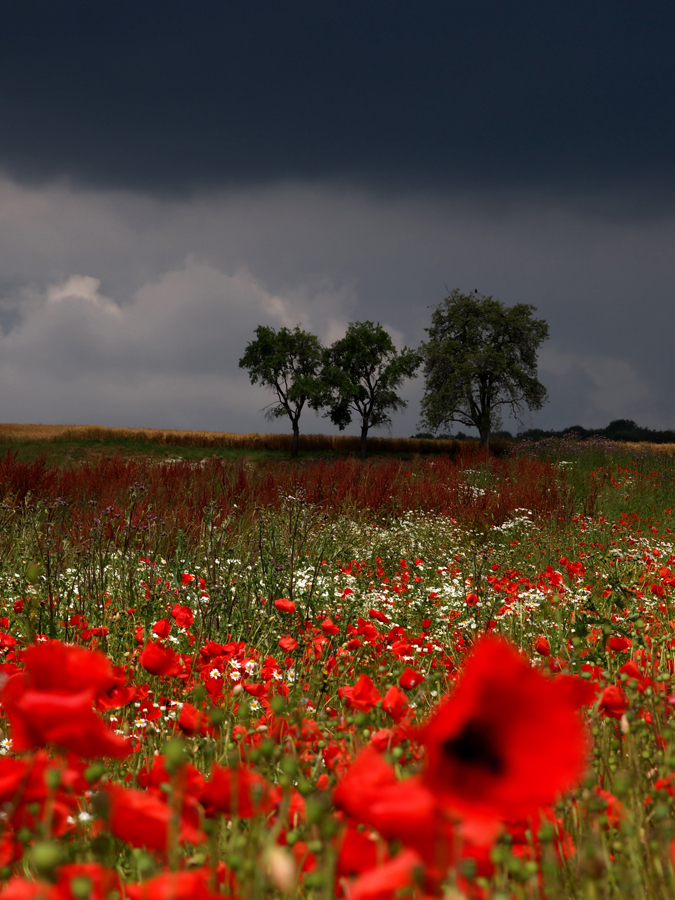 Vor dem Gewitter