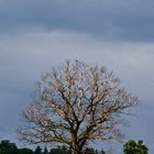 vor dem Gewitter