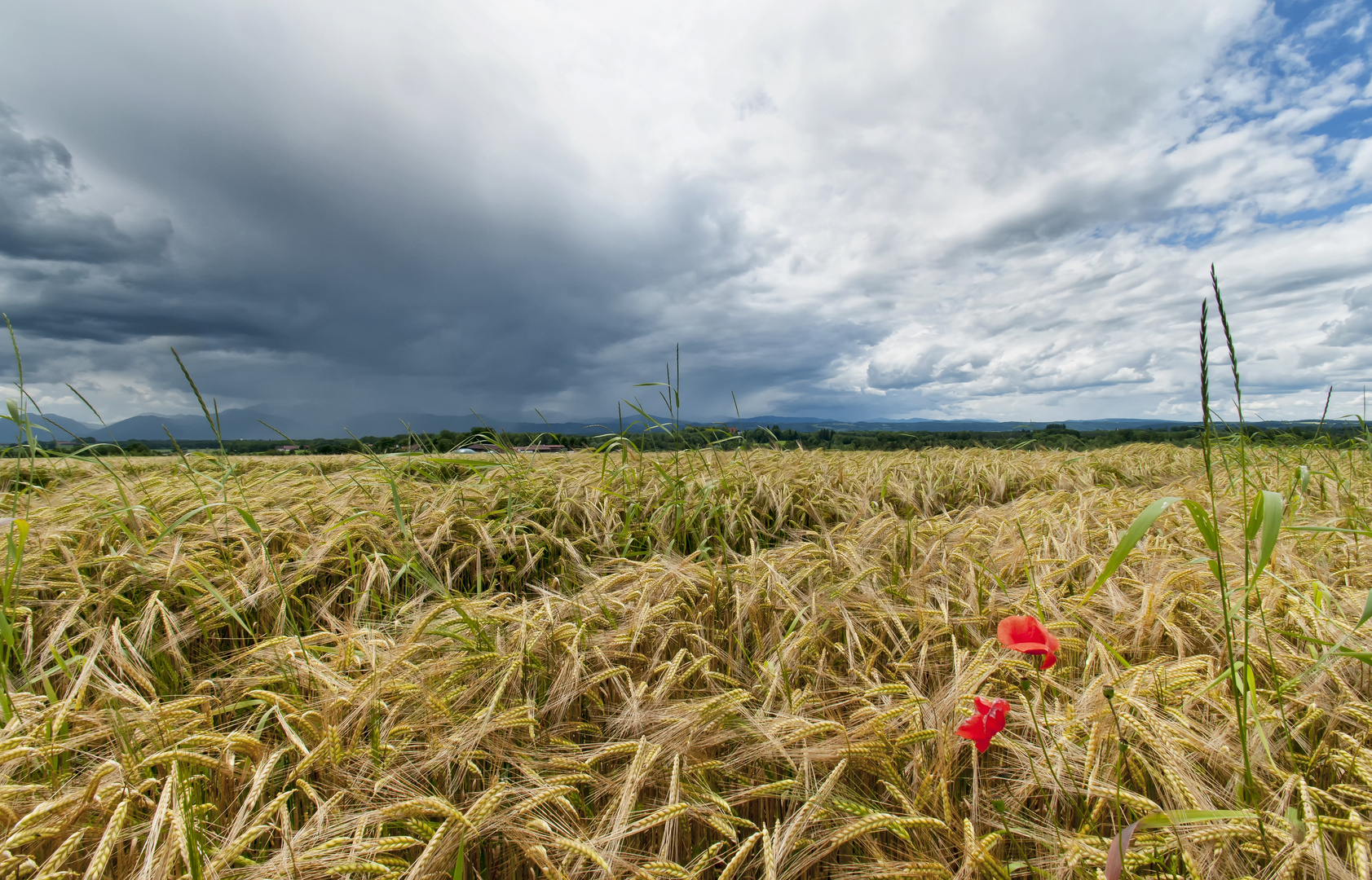 Vor dem Gewitter ...