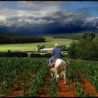 Vor dem Gewitter, besser heim... quer feldein pisst Kowalskis Kuh ins Maisfeld rein