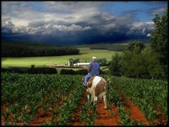 Vor dem Gewitter, besser heim... quer feldein pisst Kowalskis Kuh ins Maisfeld rein