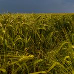 Vor dem Gewitter