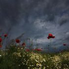 Vor dem Gewitter