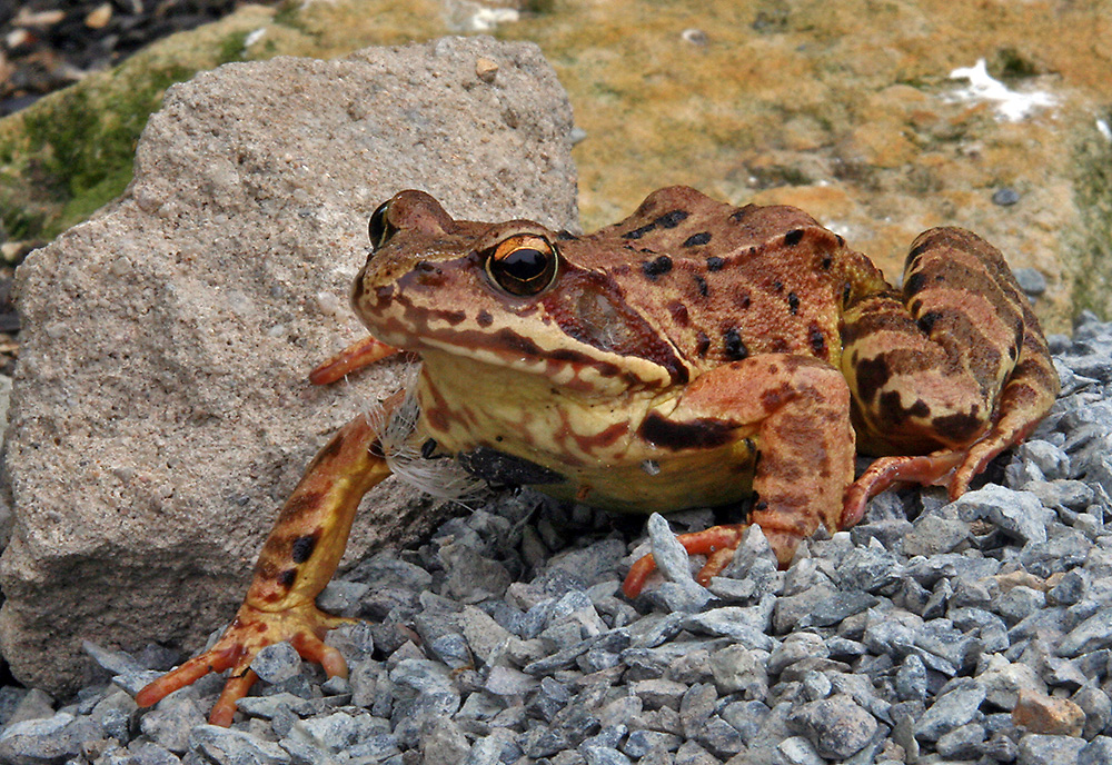 Vor dem Grasfrosch auf dem Bauch gelegen und da er darüber lachen mußte hat er gewartet