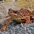 Vor dem Grasfrosch auf dem Bauch gelegen und da er darüber lachen mußte hat er gewartet