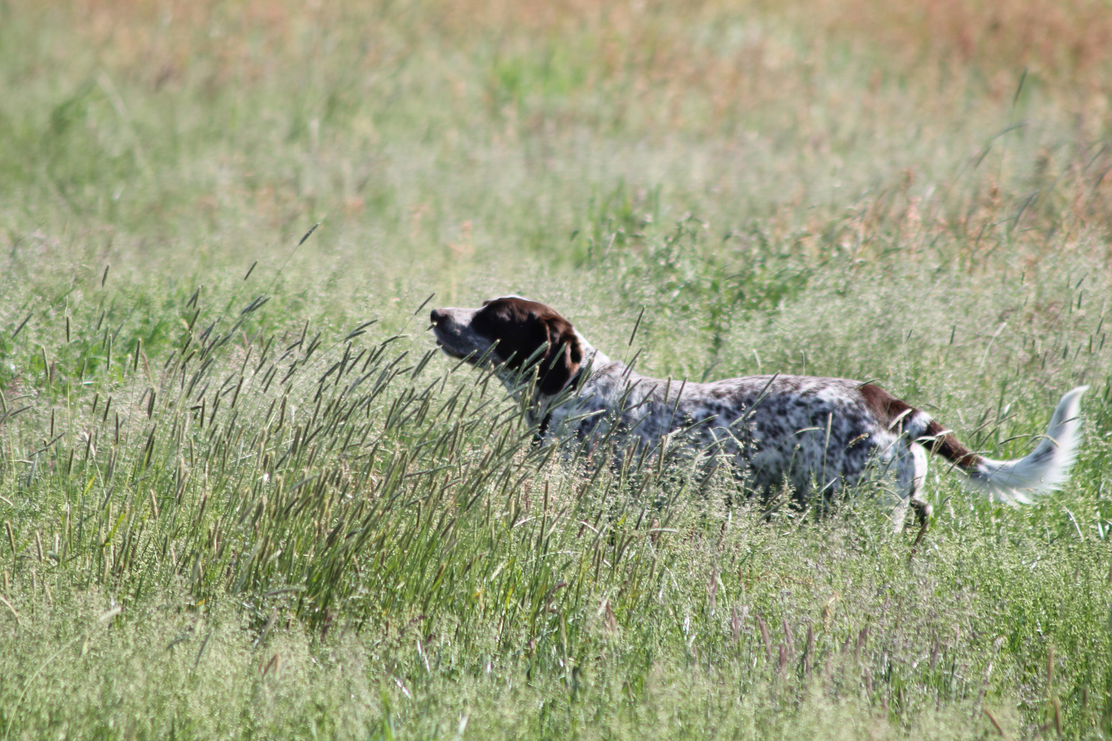 Vor dem Grassschnitt, mit Hund