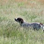 Vor dem Grassschnitt, mit Hund