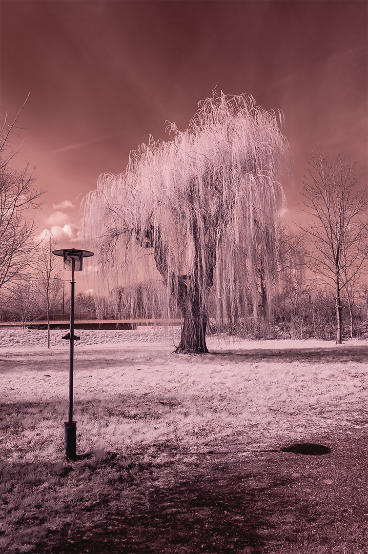 Vor dem großen Baum