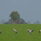 Vor dem großen Flug in den Süden noch mal ordentlich futtern...