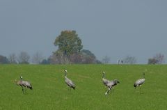 Vor dem großen Flug in den Süden noch mal ordentlich futtern...