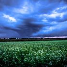 Vor dem großen Regen_IMG_0271