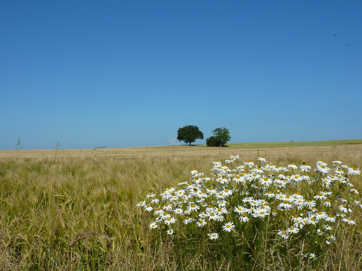 Vor dem Horizont 4