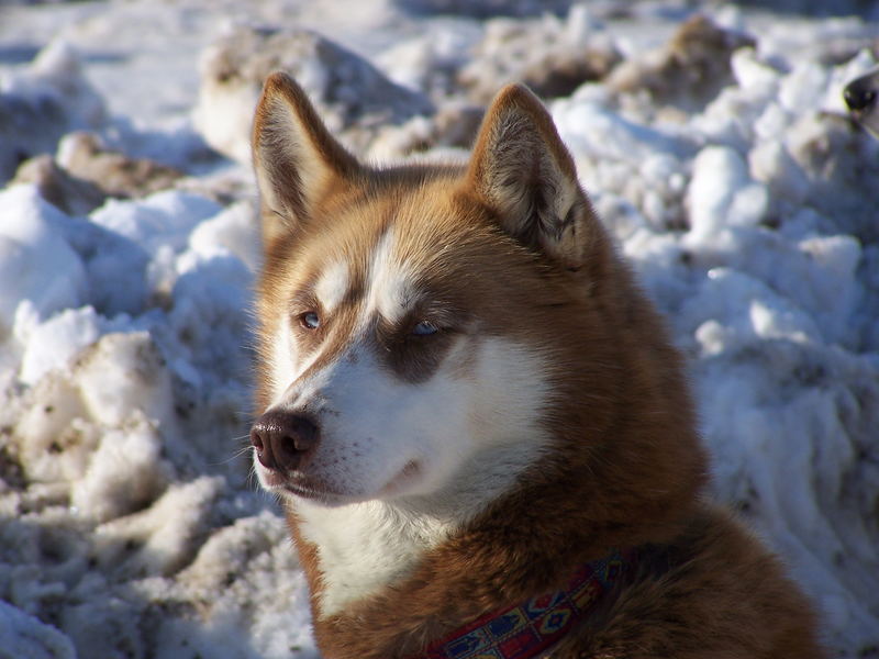 Vor dem (Husky) Rennen