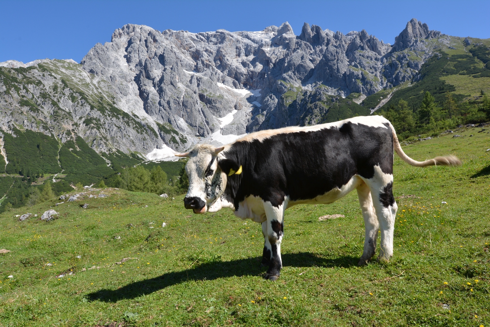 Vor dem Massiv des Hochkönigs...