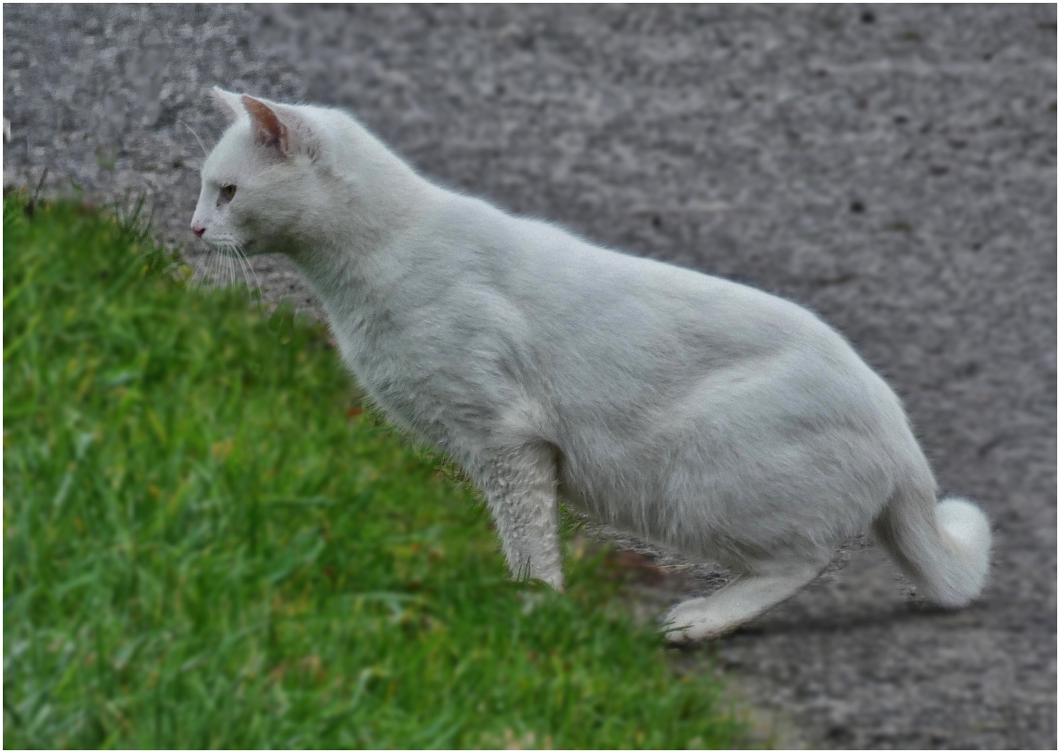 Vor dem Mauseloch Foto & Bild natur, katzen, tiere