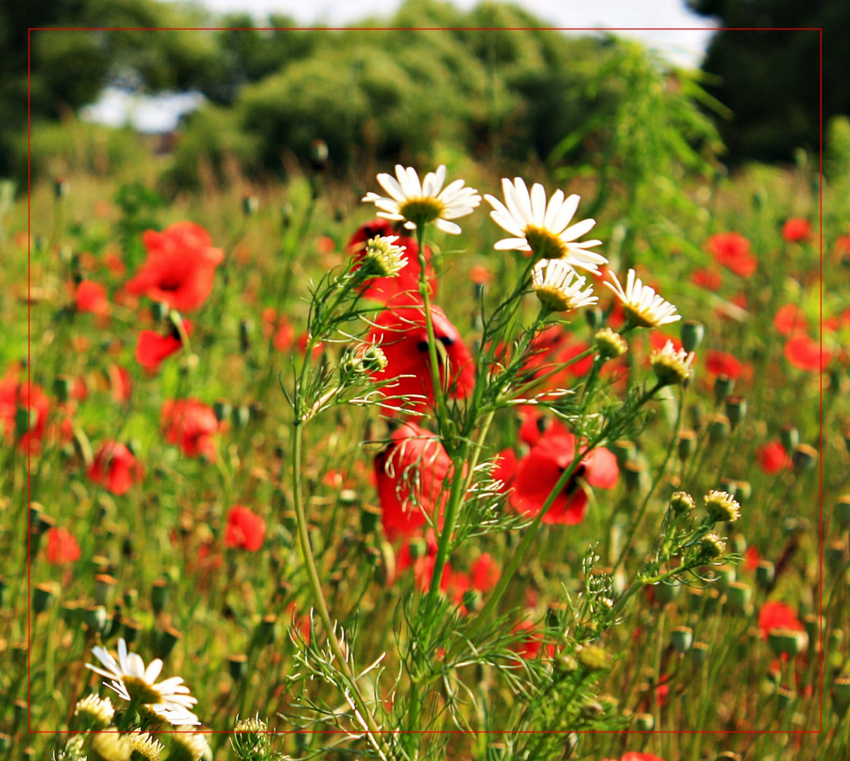 vor dem Mohn