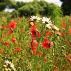 vor dem Mohn