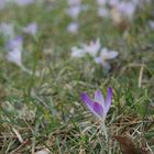 vor dem nächsten Schnee ...