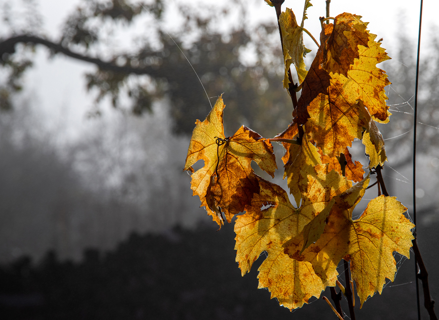 Vor dem Nebel