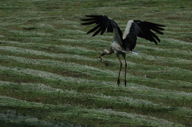 ... vor dem Nest