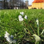 Vor dem Osnabrücker Schloß und Katharienenkirche