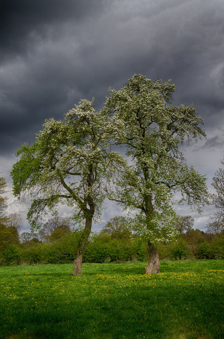 Vor dem Regen