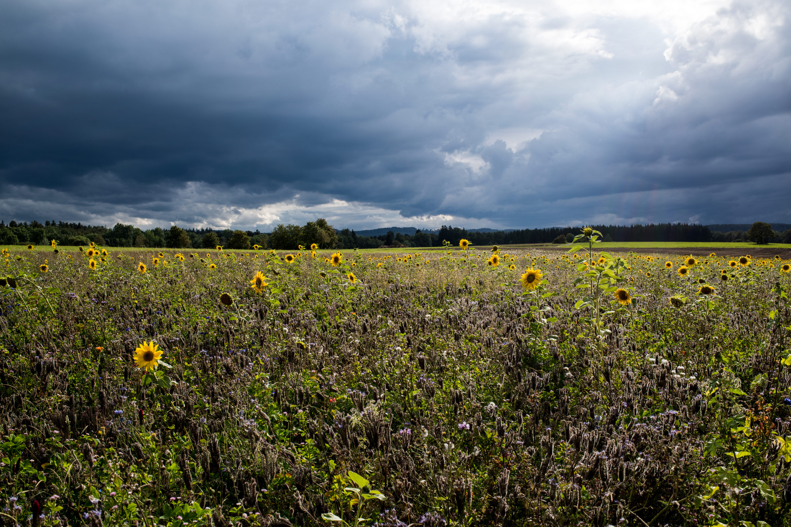 vor dem Regen ...2