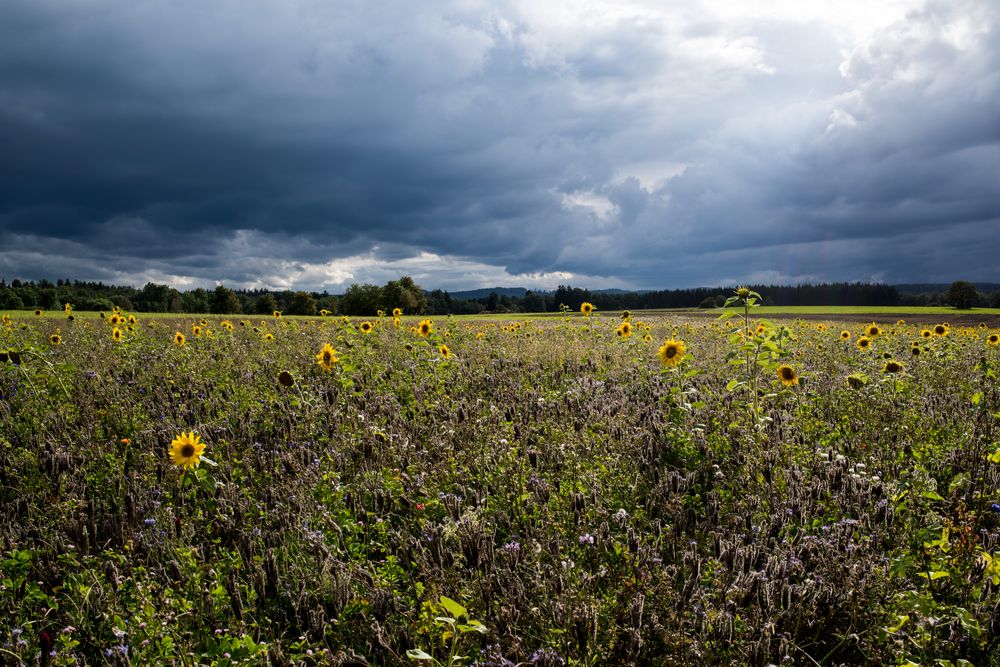 vor dem Regen ...2