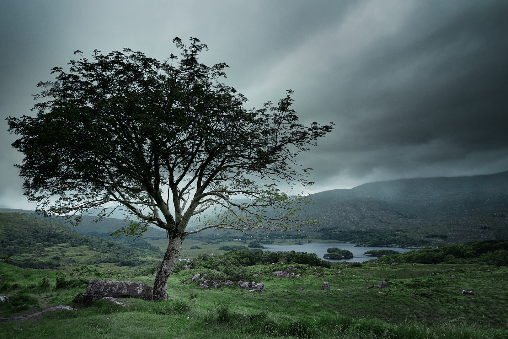 vor dem Regen  Foto Bild  natur pflanzen landschaft 