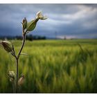 VOR DEM REGEN