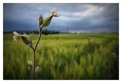 VOR DEM REGEN