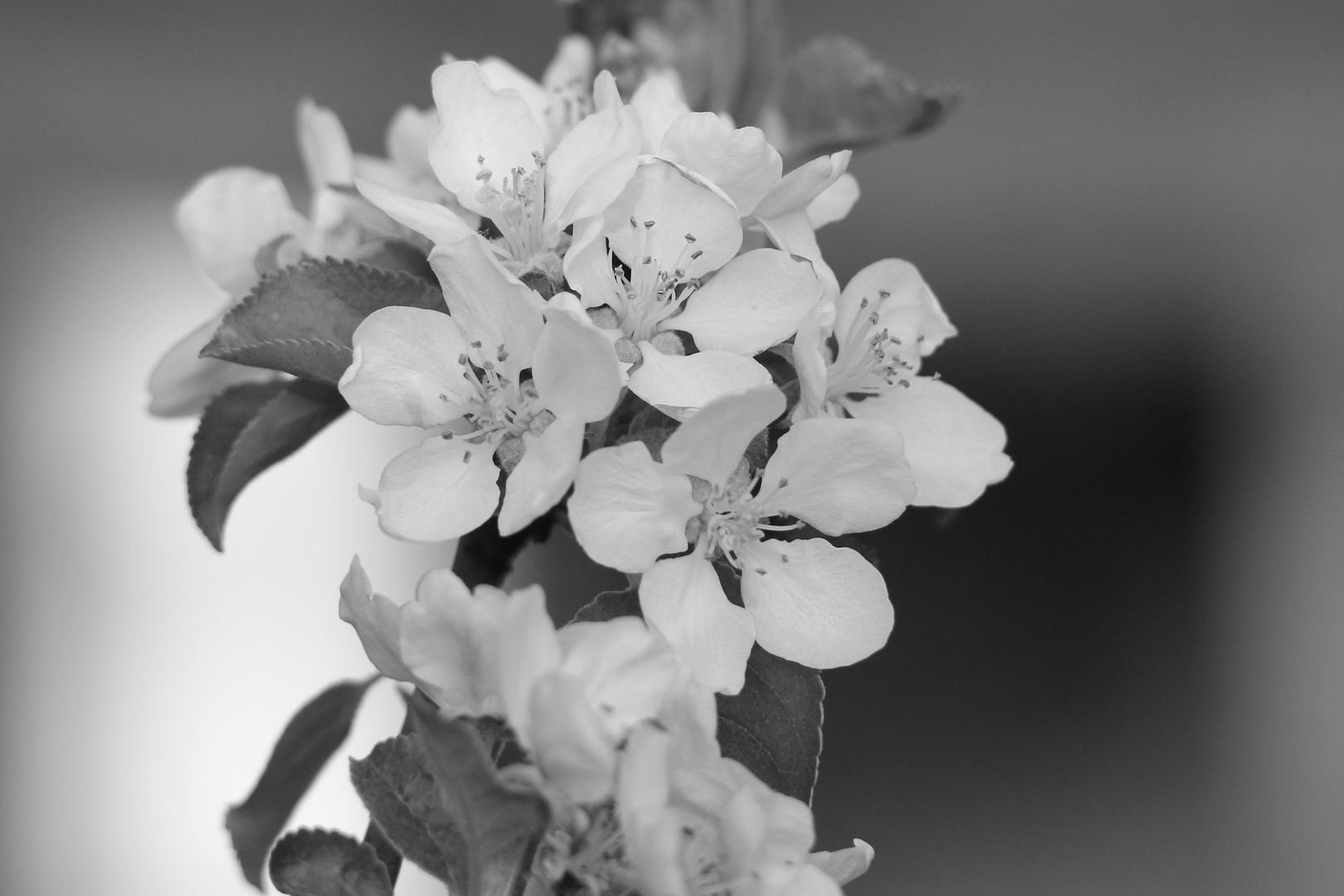 Vor dem Regen - Apfelblüte