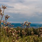 Vor dem Regen