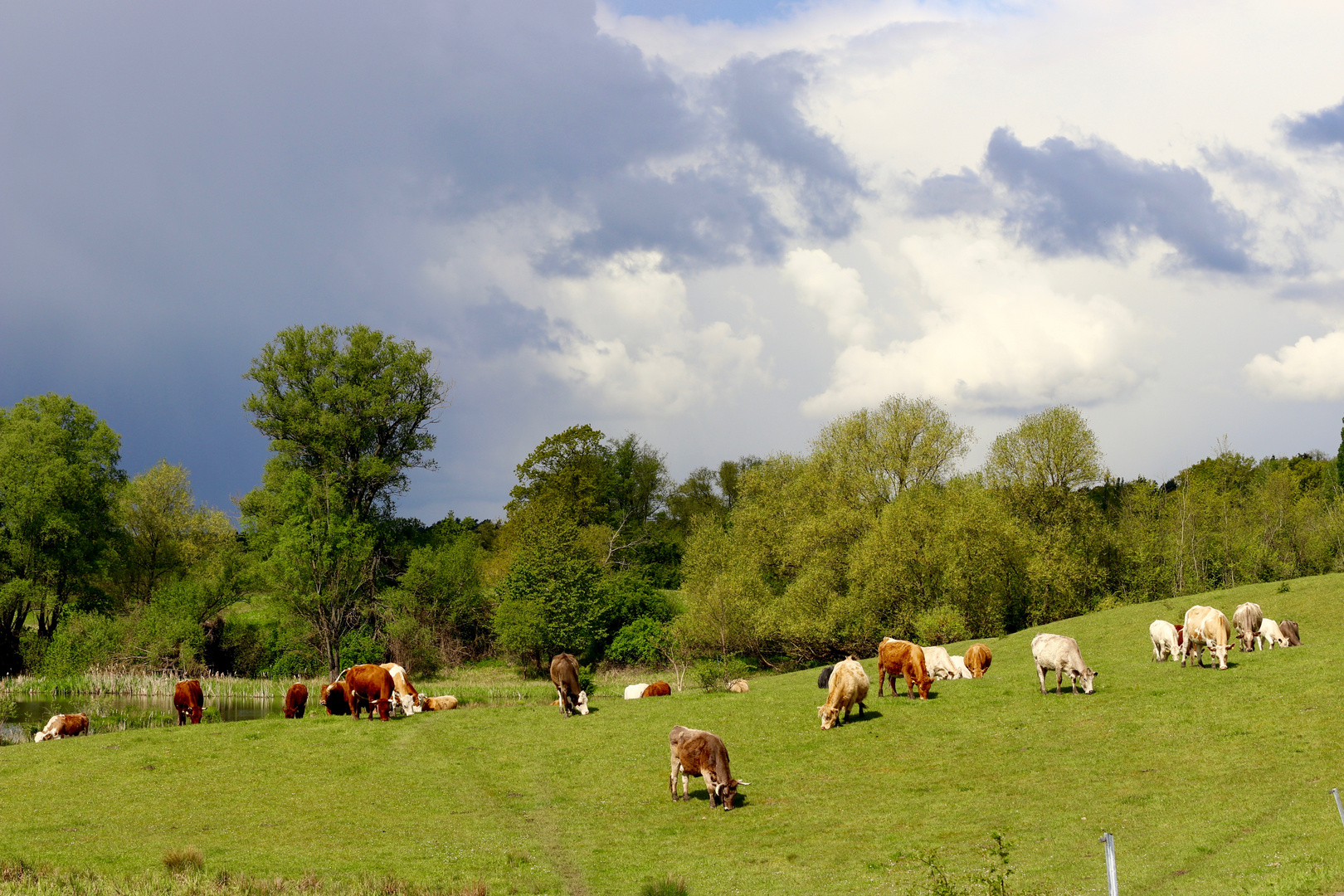 ... vor dem Regen ...