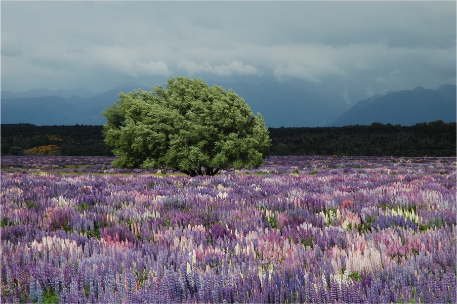 ....vor dem Regen....(New Zealand)