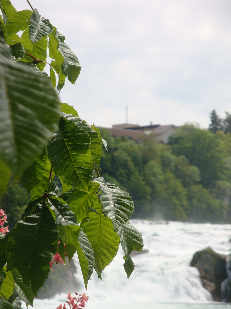 Vor dem Rheinfall