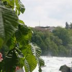 Vor dem Rheinfall