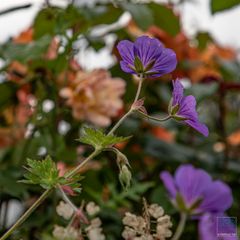 Vor dem Rosenstrauch