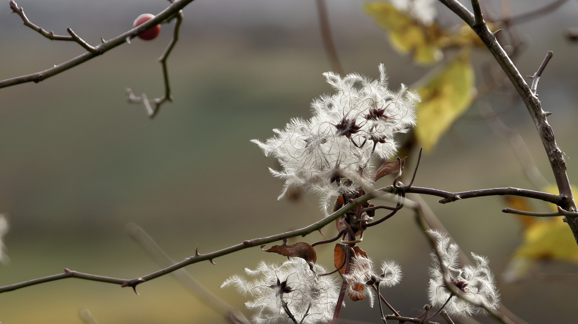 Vor dem Schnee ...