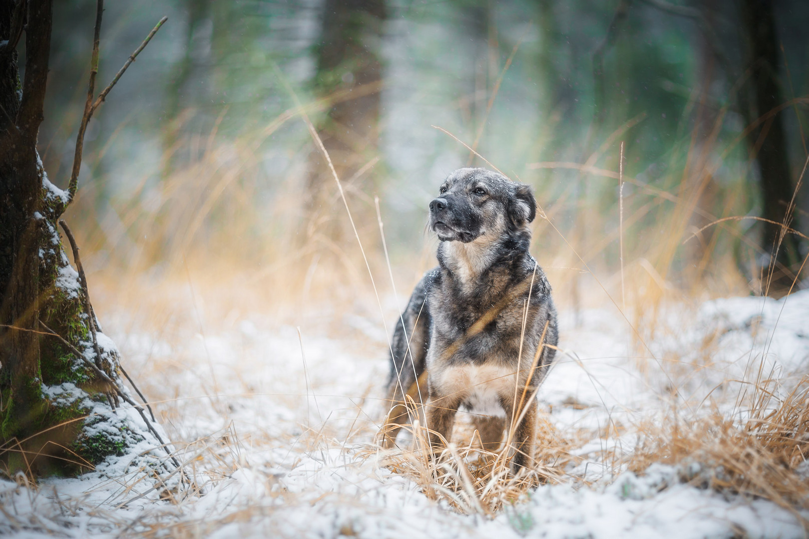 ... vor dem Schnee ...